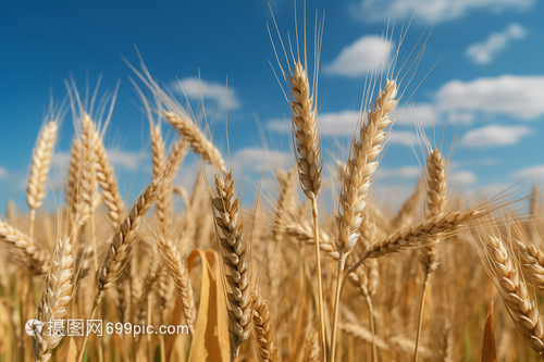 小麦麦穗的摄影图
