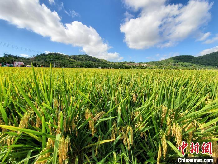 全国杂交水稻双季亩产3000斤项目在三亚首获丰收