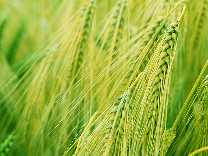 秋季成熟小麦细节图实拍