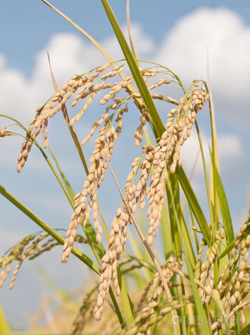 水稻水稻植株照片-正版商用图片1bdbi2-摄图新视界