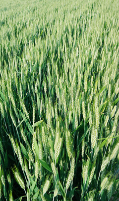 小麦生活方式图竖向